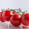 Naturkautschuk Bioengineering