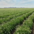 Bridgestone's 281-acre guayule farm in Eloy, Arizona.