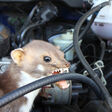 marder motor auto marderbiss marderschaden schlauch kühlwasser autoreparatur autowartung instandhaltung panne steinmarder baummarder motorraum tierbiss tier