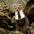 Flauschiges Fell und spitze Zähne: Marder können für dicke Löcher in Autokabeln und der Urlaubskasse sorgen.